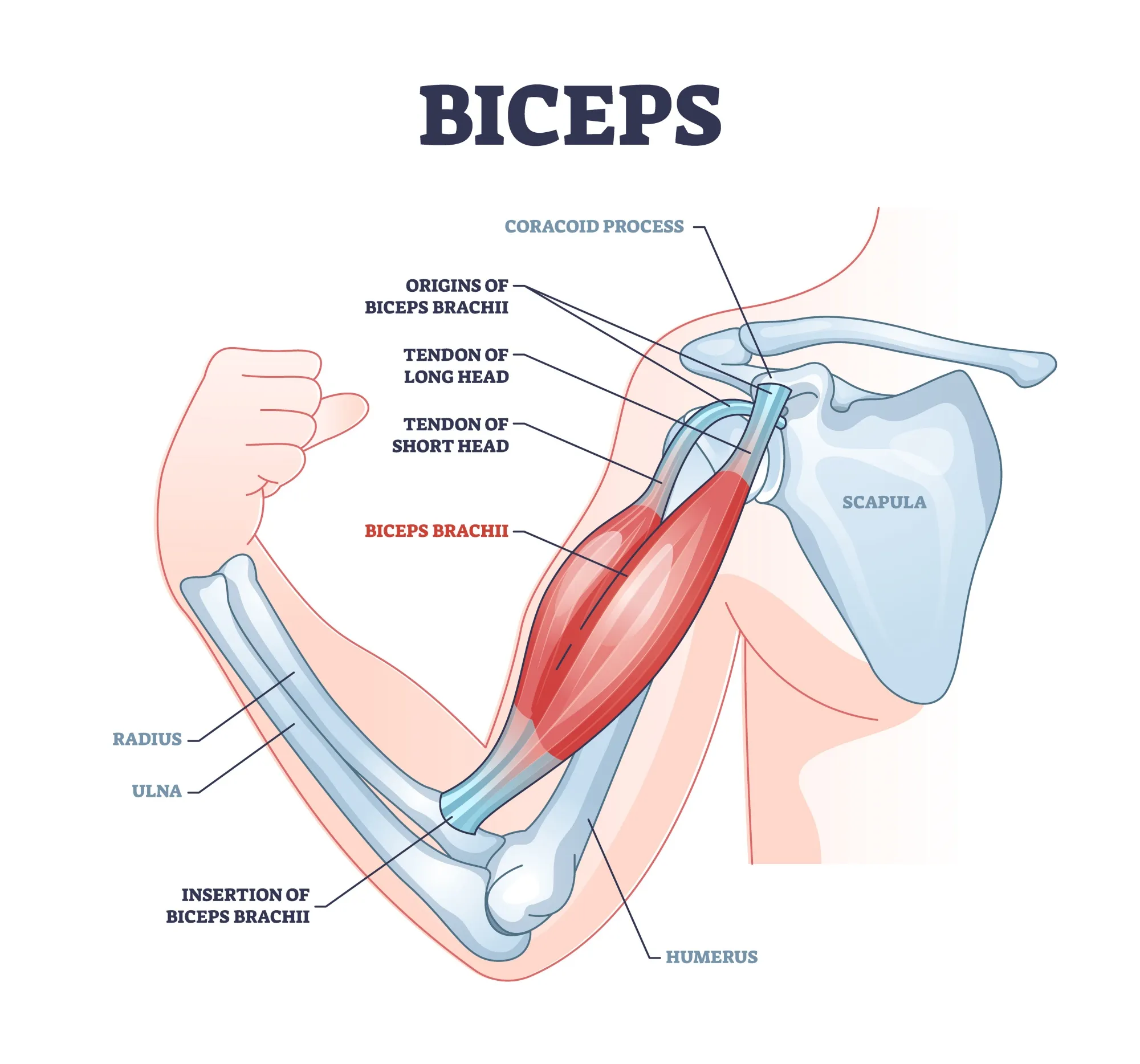 adobe-diagram-picture-of-biceps-muscle Cơ tay trước (Biceps)