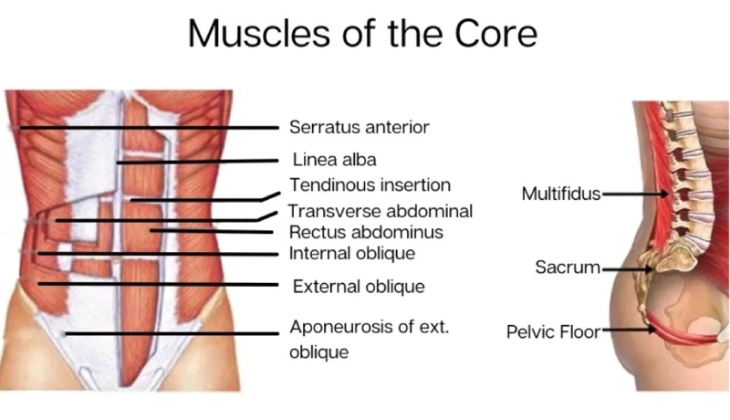 Cơ core là nhóm cơ nằm ở trung tâm của cơ thể