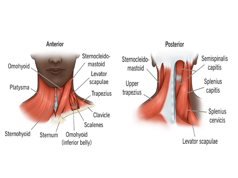 phan-biet-cac-nhom-co-tren-co-the-1 Cơ cổ