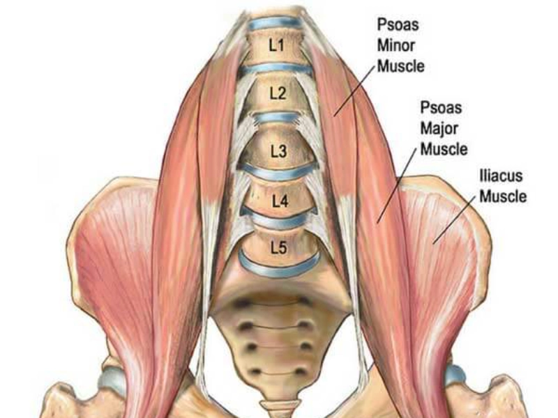 phan-biet-cac-nhom-co-tren-co-the-15 Cơ gập hông (Hip Flexors).