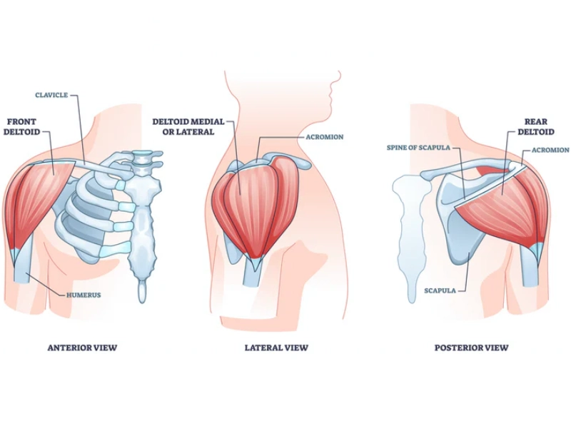 phan-biet-cac-nhom-co-tren-co-the-2 Cơ vai