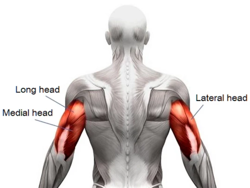 phan-biet-cac-nhom-co-tren-co-the-3 Cơ tay sau nằm ở phía sau cánh tay.