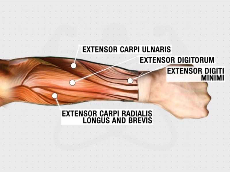 phan-biet-cac-nhom-co-tren-co-the-4 Cơ cẳng tay nằm chạy dọc từ khuỷu tay tới cổ tay