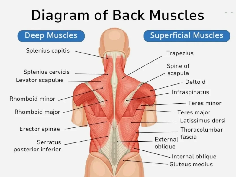 phan-biet-cac-nhom-co-tren-co-the-5 Sơ đồ cơ lưng.