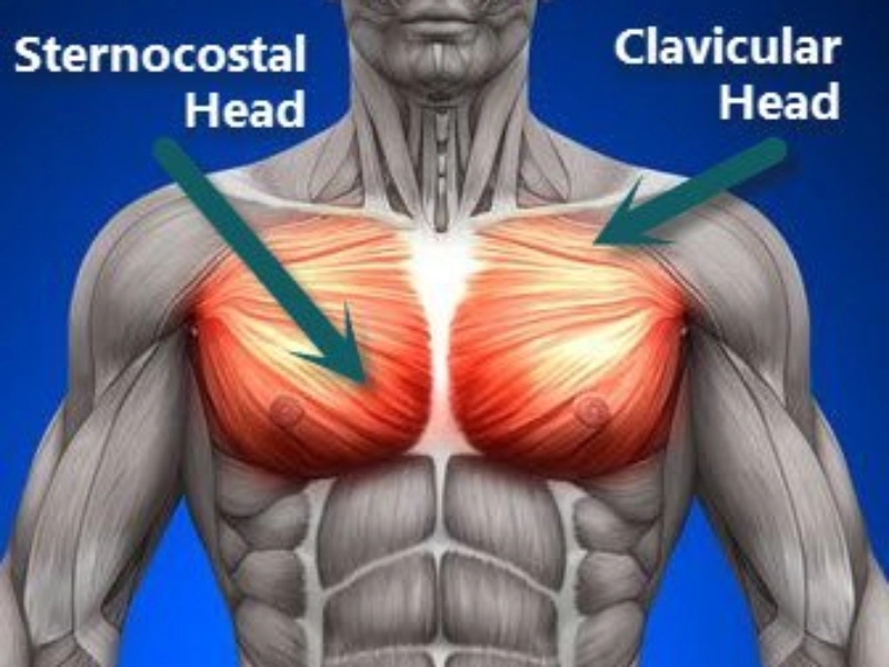 phan-biet-cac-nhom-co-tren-co-the-6 Cơ ngực nằm ở phía trước ngực.