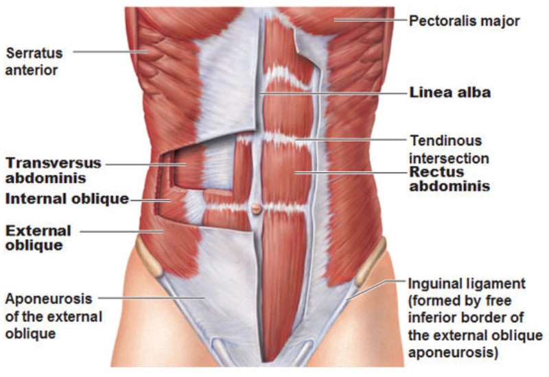 phan-biet-cac-nhom-co-tren-co-the-7 Cơ bụng