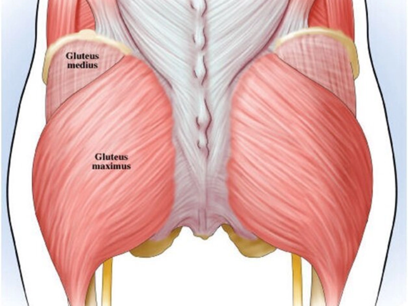 phan-biet-cac-nhom-co-tren-co-the-8 Cơ mông gồm hai cơ chính là Gluteus maximu và Glutes medius.