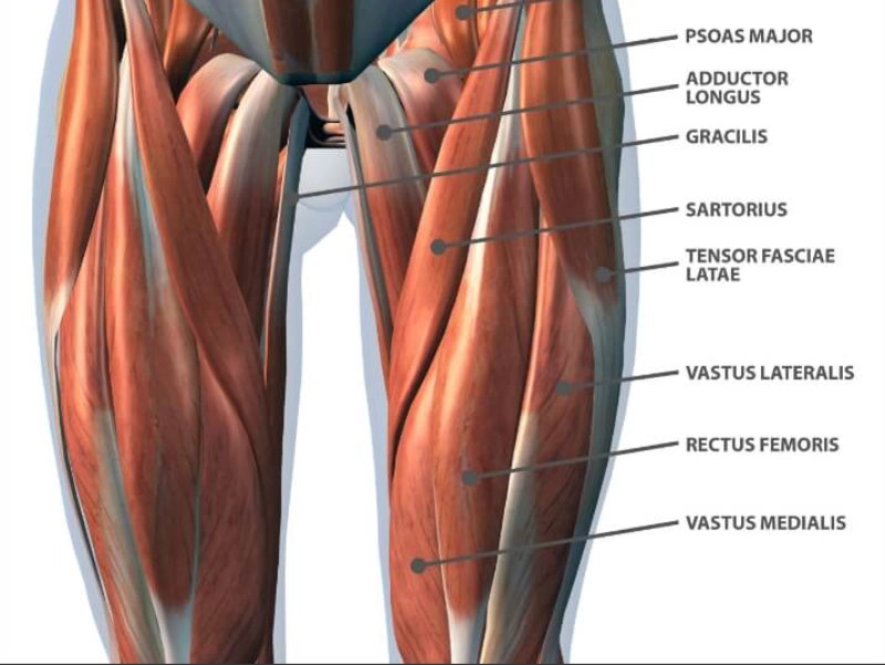 phan-biet-cac-nhom-co-tren-co-the-9 Cơ đùi được chia thành cơ đùi trước và cơ đùi sau