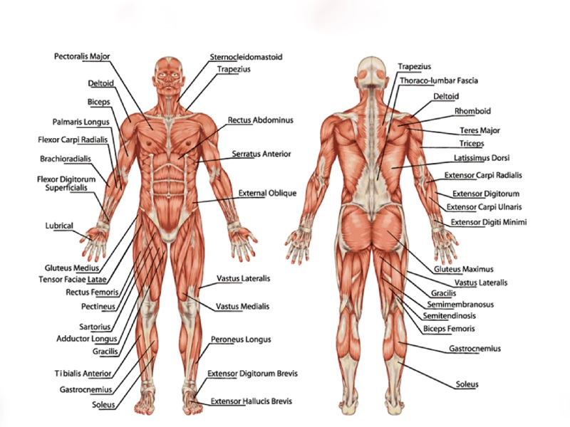 phan-biet-cac-nhom-co-tren-co-the Phân biệt các nhóm cơ trên cơ thể để tập Pilates hiệu quả