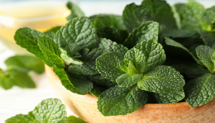 bạc hà trị mụn lưng