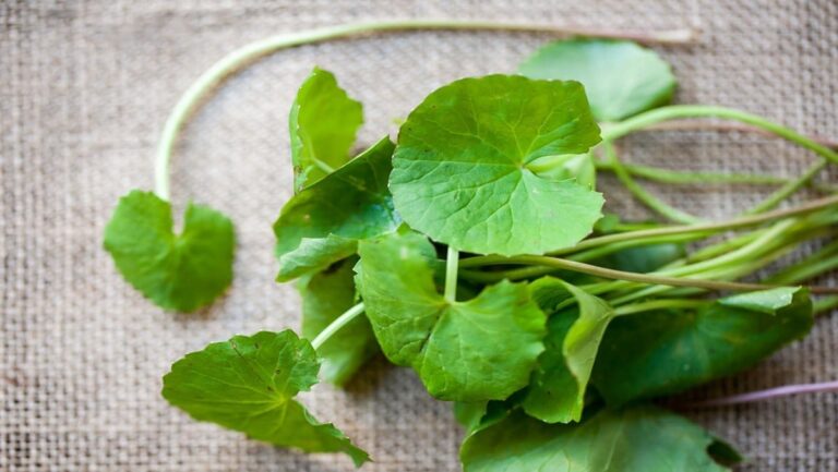 Rau má “cứu tinh” mọi vấn đề da: Khám phá sức mạnh tuyệt vời