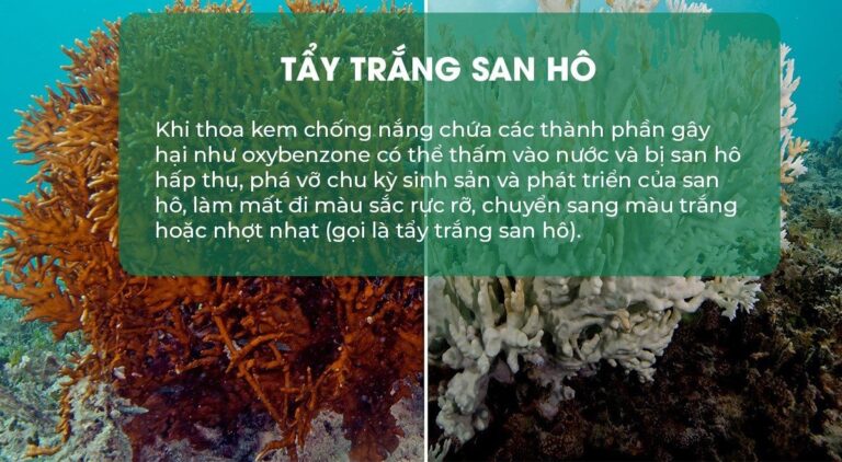 Mỹ phẩm thuần chay tác động môi trường: Hiểu rõ và lựa chọn bền vững