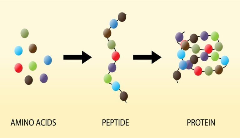 Peptide cho da: Khám phá vai trò và lợi ích đột phá cho làn da khỏe mạnh
