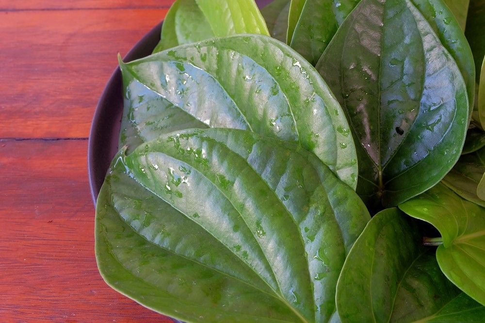 Trị viêm nang lông bằng lá trầu không