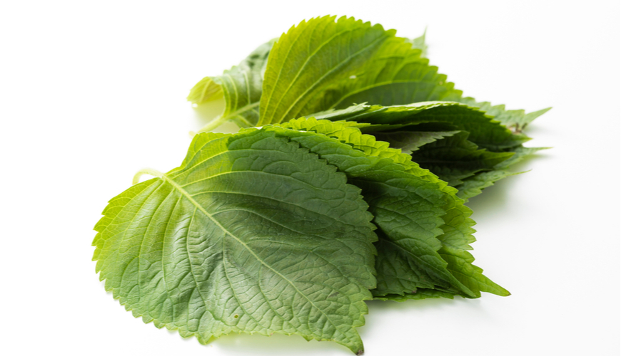 xong-mat-duong-trang-da-mat-bang-la-tia-to_122db1f93c5544ceb64f91a591c1d35b xông hơi dưỡng trắng da mặt bằng lá tía tô