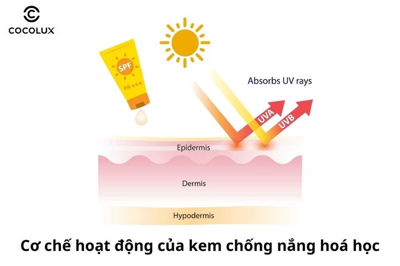 1685507775876-kem-chong-nang-hoa-hoc-tat-tan-tat-nhung-dieu-can-biet-2 Cơ chế hoạt động của kem chống nắng hoá học
