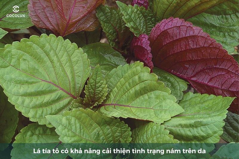 Lá tía tô có trị nám được không?