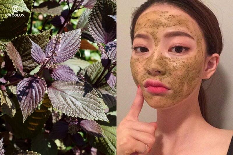 Trị nám bằng mặt nạ tía tô