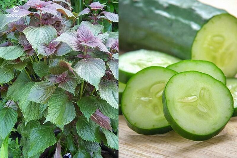 Trị nám bằng lá tía tô và dưa chuột