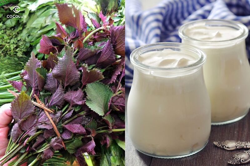 Trị nám bằng lá tía tô và sữa chua