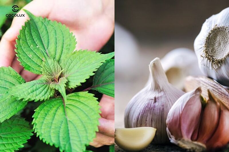 Trị nám bằng lá tía tô và tỏi