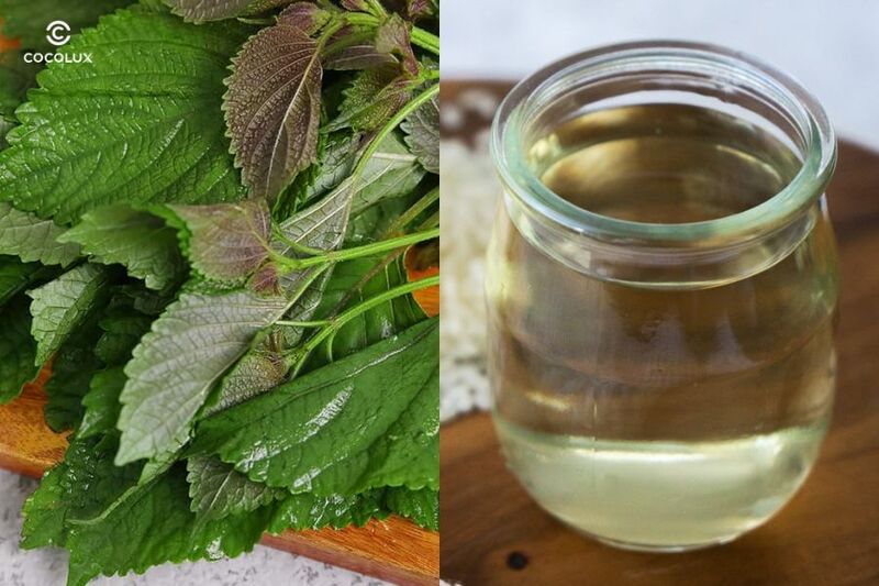 Trị nám bằng lá tía tô và giấm