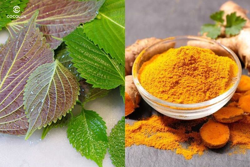 Trị nám bằng lá tía tô và bột nghệ