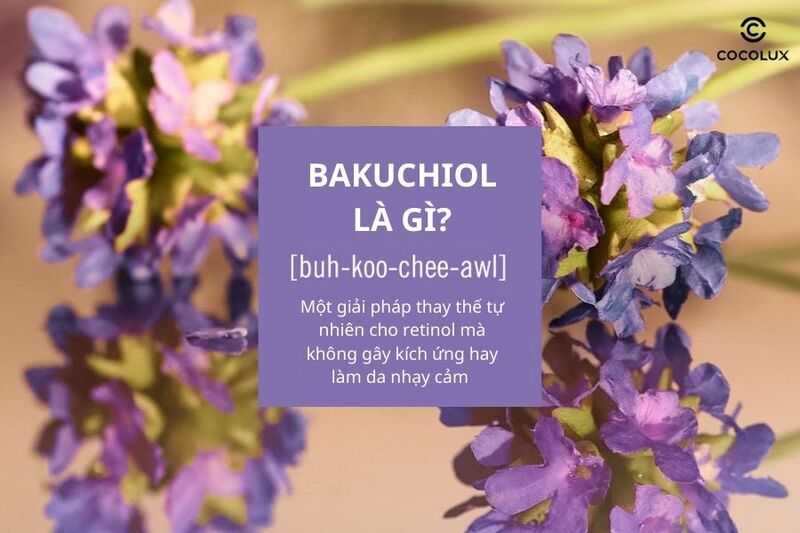 Bakuchiol là gì?