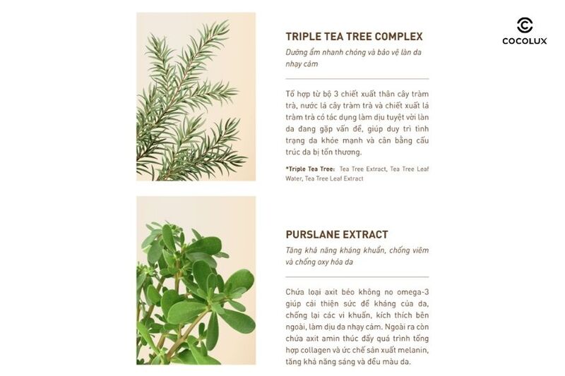 review-kem-duong-sob-tee-tree-cream-lam-sang-da-va-giam-mun-50ml-4 Thành phần của kem dưỡng S.O.B Tea Tree Cream (1)